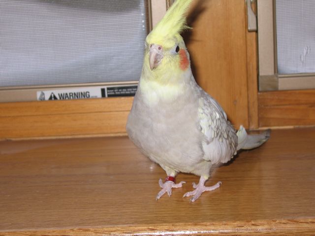 This is Penelope, my first bird of my own. She is very nice and loves head rubs.