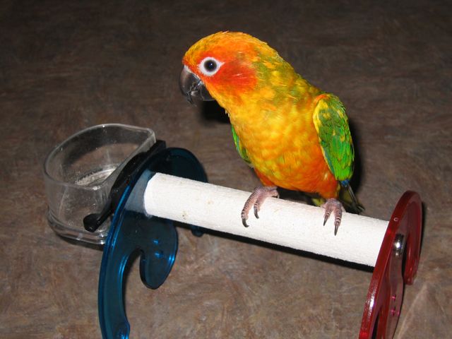 This is Mango. He belongs to the family. He is a sun conure just like the breeder birds, but since he is a baby he has some green feathers on his head. These will fall out as he matures.
