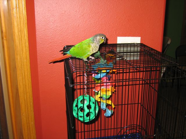 This is Clover, our first bird.