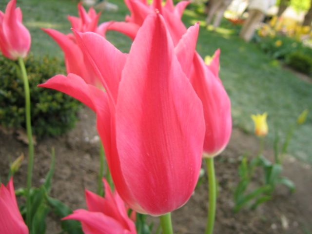 tulip-festival8