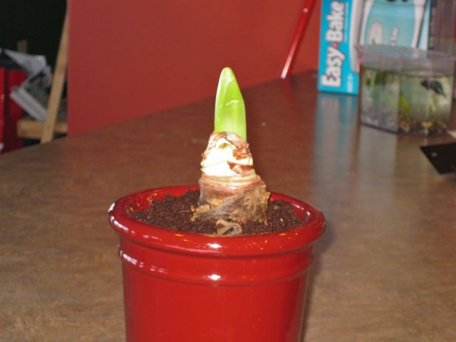 I got an Amaryllis kit. It grows visibly each day.