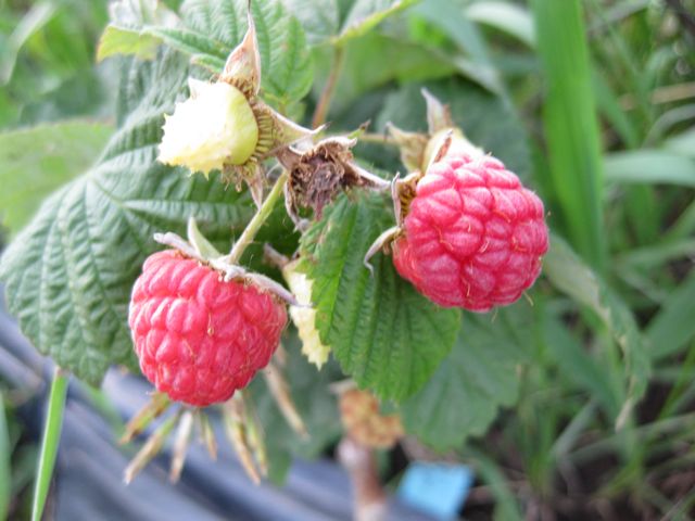 Raspberries. We got to eat a handful today, and another handful is still ripening. Really good, since you aren't supposed to get any the first year you plant them.
