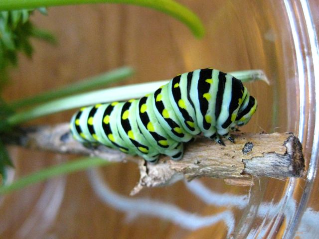 caterpillar11